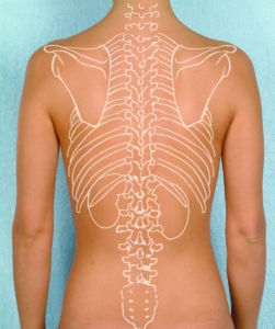 Rücken mit Grafik- Sitz der Wirbesläule, schulterblätter und Nieren
